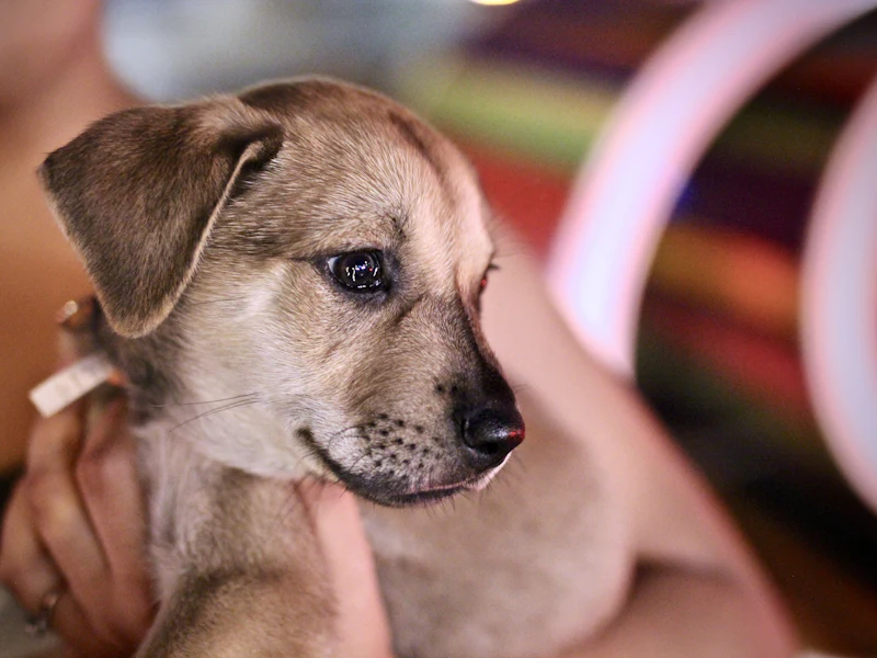 Aşı kontrolü için kucakta taşınan kahverengi yavru köpek