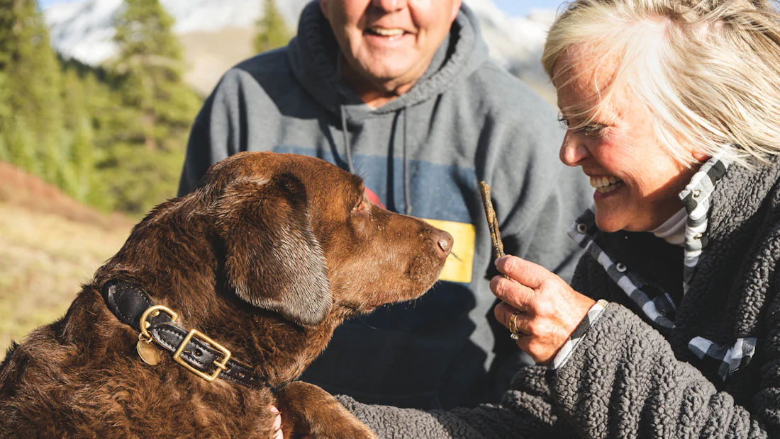 Sahibinin kucağında sakince dinlenen kahverengi köpek