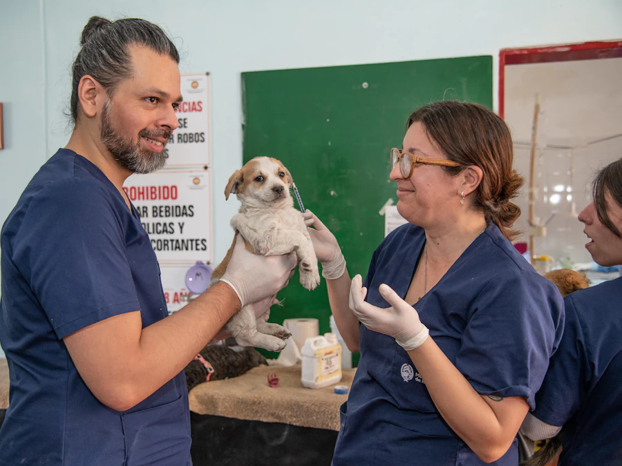 Acil serviste küçük bir köpeği kucağında tutan veteriner hekim
