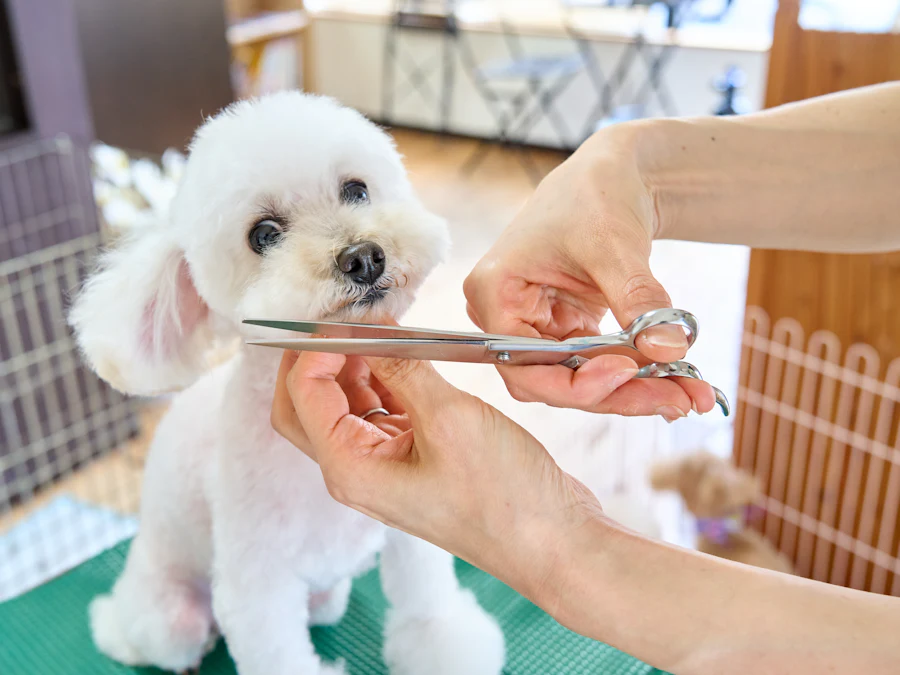Pet kuaförde makasla dikkatlice tıraş edilen küçük beyaz köpek