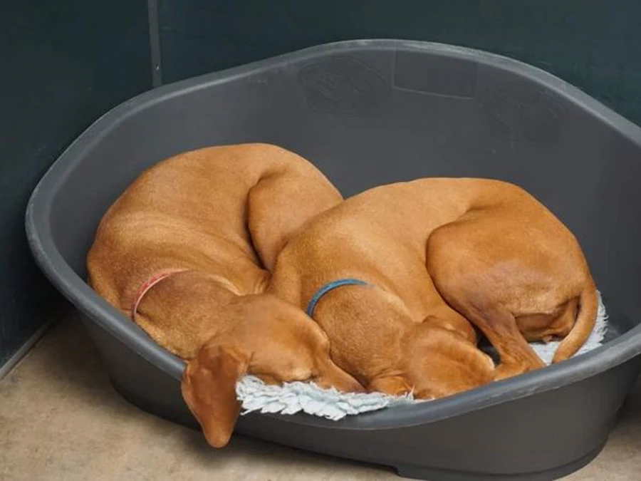 Klinikte dinlenen iki köpek, hasta yatış bölümü