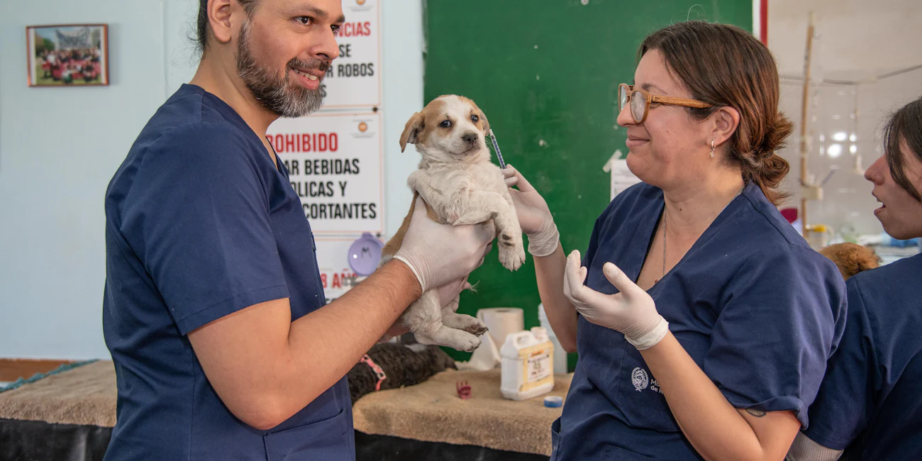 Veteriner hekim acil müdahale sırasında küçük bir köpeği kucağında tutuyor