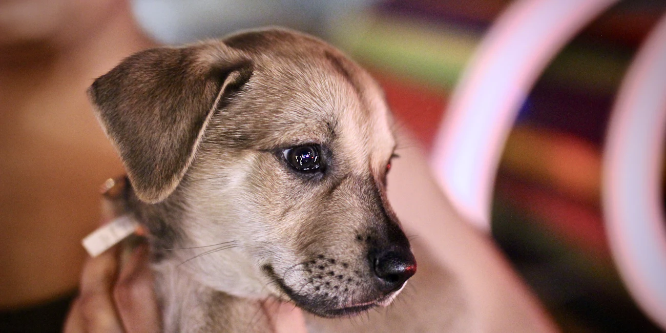 Aşı kontrolü için kucakta taşınan kahverengi yavru köpek