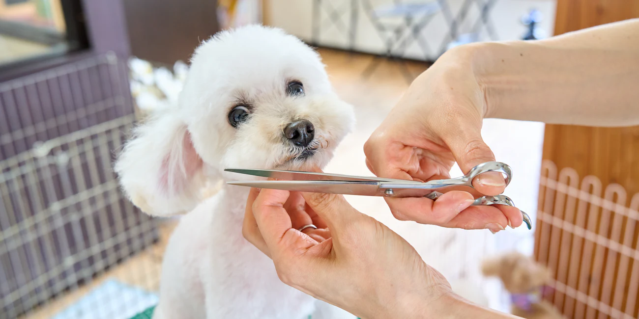 Pet kuaförde makasla dikkatlice tıraş edilen küçük beyaz köpek
