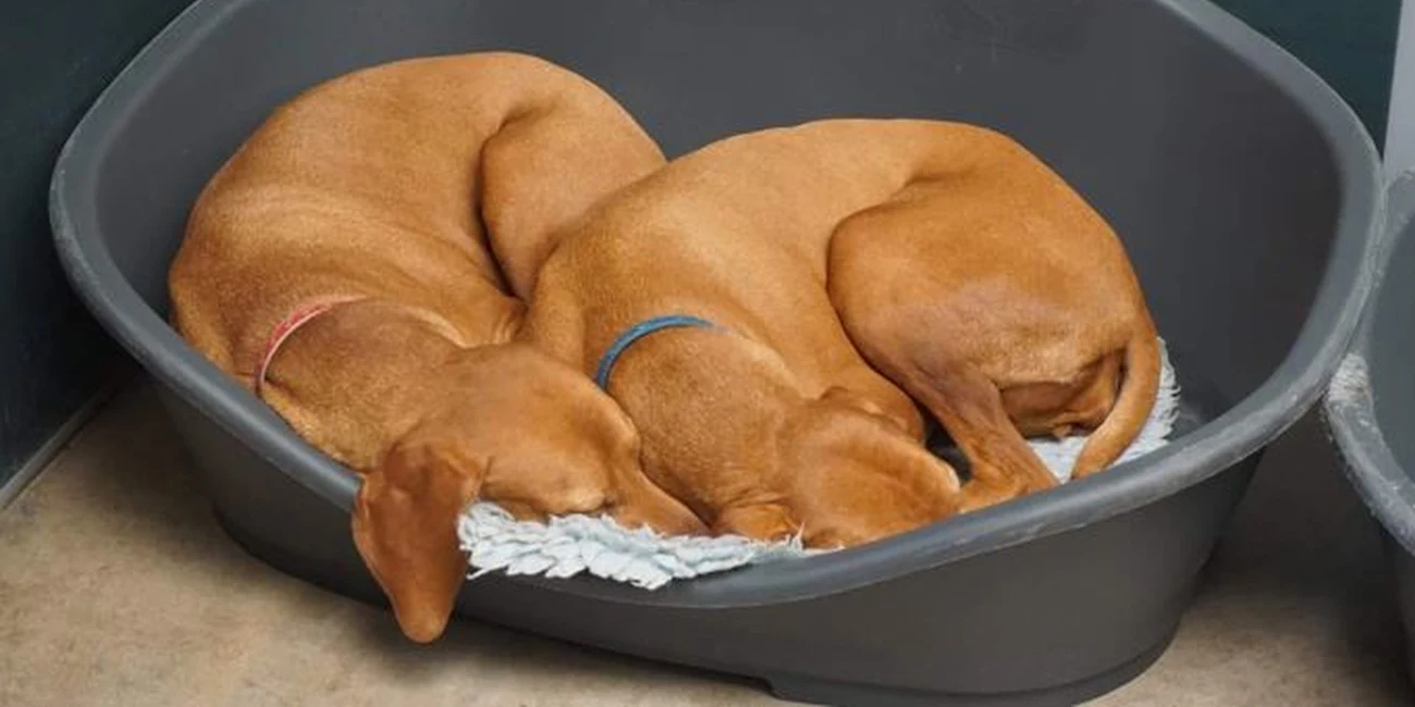 Yatakta birbirine sokulmuş huzurla uyuyan iki köpek