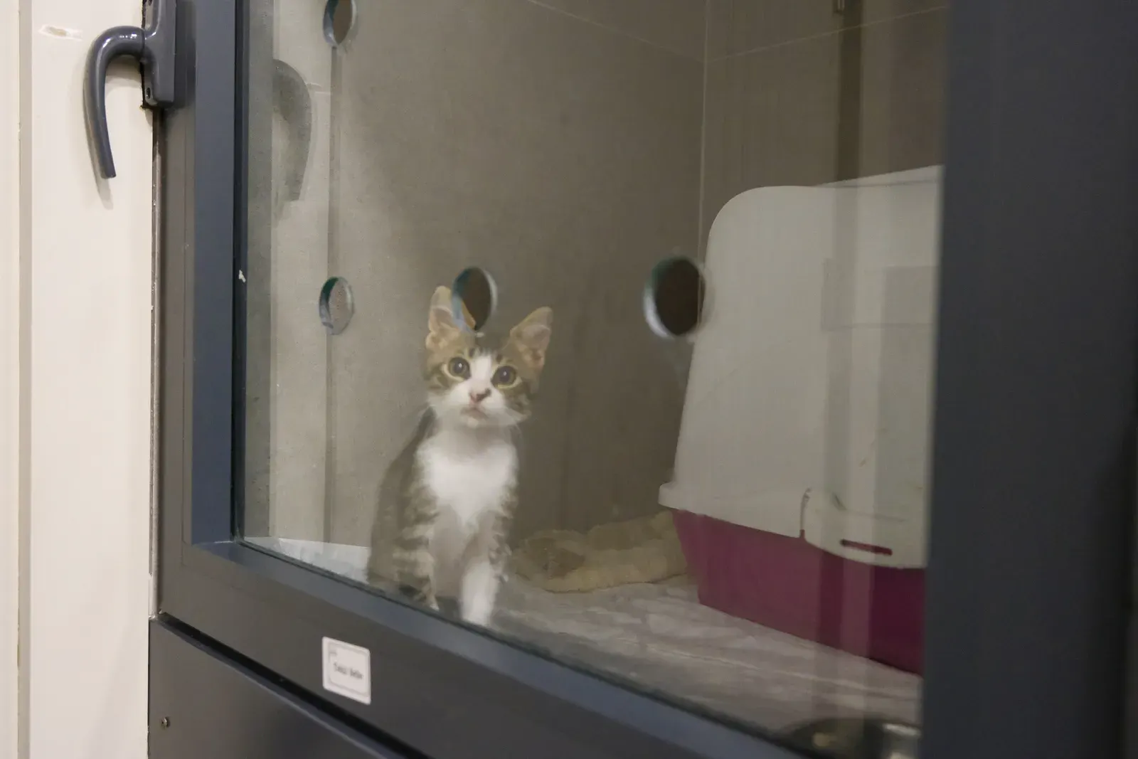 Hasta yatış bölümünde bir kedi
